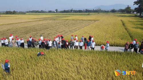 Nhiều hợp tác xã nông nghiệp liên kết với doanh nghiệp bao tiêu toàn bộ sản phẩm đầu ra. Ảnh: TRUNG HIẾU