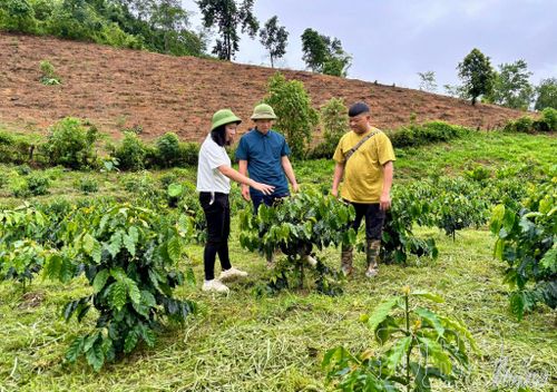 Cán bộ Trung tâm Dịch vụ Tổng hợp xã Sính Phình thăm mô hình cà phê của gia đình anh Cứ A Dè (đứng giữa), thôn Vàng Chua.