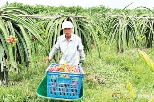 Vùng chuyên canh thanh long ruột đỏ tại xã Xuân Lộc.