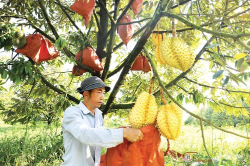Đặc sản sầu riêng Dona vỏ vàng trồng tại xã Xuân Bắc bán được giá cao vì màu vỏ vàng ươm.