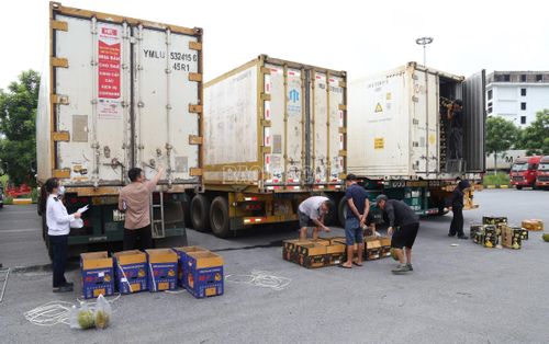 Hoạt động kiểm dịch thực vật được thực hiện chặt chẽ, bảo đảm nông sản xuất khẩu đáp ứng yêu cầu của thị trường nhập khẩu.