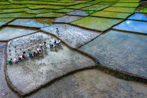 Cánh đồng lúa Mê Ka - một điểm thu hút du khách tham quan