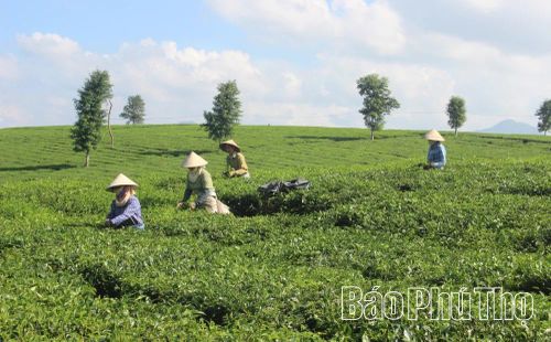 Với hơn 100ha đang cho thu hoạch, chè được xác định là cây trồng chủ lực, mang lại nguồn thu đáng kể cho người dân xã Xuân Đài.