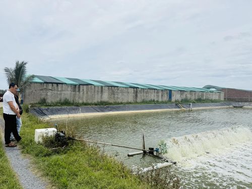 Mô hình nuôi tôm của gia đình anh Mai Thanh Định, thôn Trung Đồng cho sản lượng từ 1,5-2 tấn tôm thương phẩm/năm - Ảnh: N.M