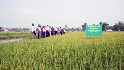 Phát triển nông nghiệp hữu cơ, góp phần nâng cao giá trị sản phẩm và thu nhập cho người dân - Ảnh: L.Chi