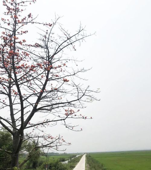 Cánh đồng làng - Ảnh: Nh.V