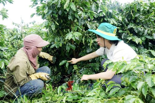Cán bộ khuyến nông trao đổi với hộ dân về chế độ dinh dưỡng cho cây cà phê giai đoạn nuôi quả.