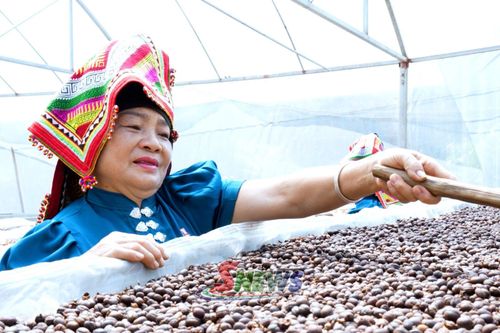 Cà phê Arabica được HTX Ara-Tay Coffee phơi sấy trong nhà màng.