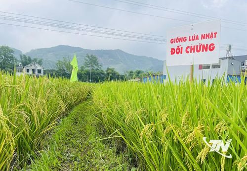Hằng năm, các địa phương rất chú trọng đưa các giống lúa mới có nắng suất, chất lượng cao vào sản xuất để giữ hạt gạo giữa nhịp công nghiệp hóa