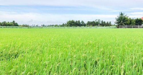 Sản xuất lúa hữu cơ theo quy trình chuẩn, truy xuất nguồn gốc minh bạch là nền tảng để HTX Tấn Đạt gia tăng giá trị và nâng sức cạnh tranh của hạt gạo trên thị trường.