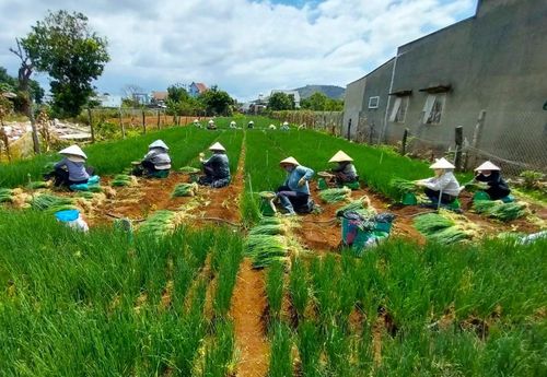 Nông dân Lâm Đồng thu hoạch hành lá.