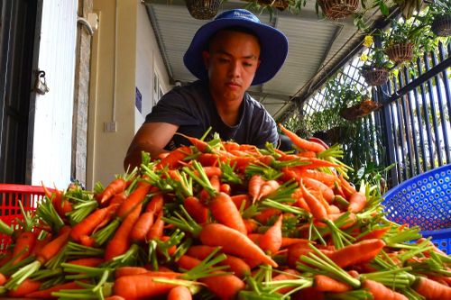 Nông sản Đà Lạt chịu sự cạnh tranh khốc liệt từ các mặt hàng cùng loại.