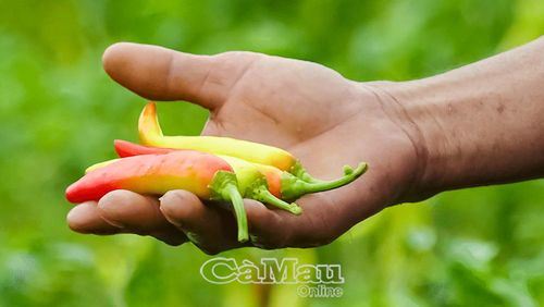 Năm nay thời tiết thuận lợi, bà con trồng đúng kỹ thuật được hướng dẫn nên ớt cho trái đều, đẹp.