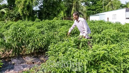 Ông Lý Hoài (khóm Giồng Giữa, phường Hiệp Thành) chăm sóc rẫy ớt.