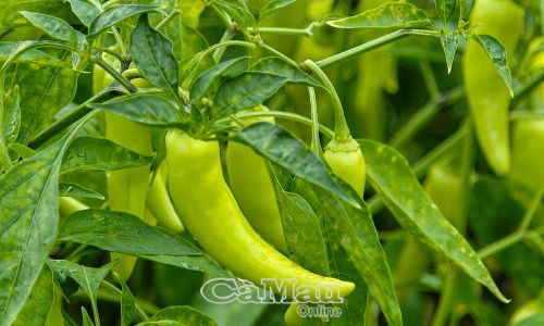 Ớt sừng cho trái liên tục trong 2 tháng.