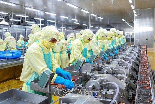  Dây chuyền chế biến hiện đại tại Công ty TNHH Chế biến Thủy sản Minh Phú Khánh An đòi hỏi nguồn nhân lực có trình độ chuyên môn, kỹ năng số và khả năng thích ứng với công nghệ mới.