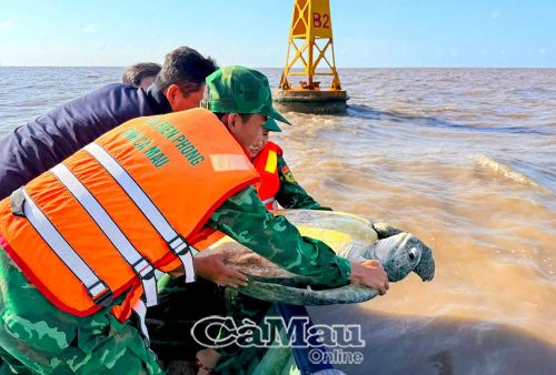 Đồn Biên phòng Đất Mũi cùng người dân và lực lượng Kiểm Lâm thả cá thể vích về lại biển