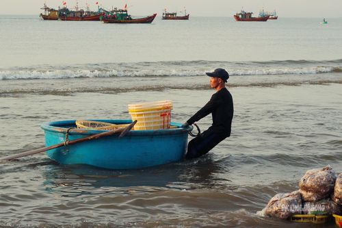 Ngư dân đưa thuyền thúng vào bãi.