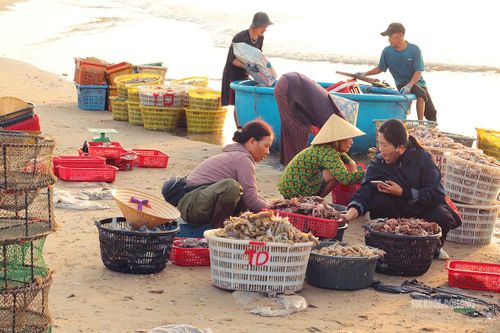 Hải sản được phân loại ngay trên cát.
