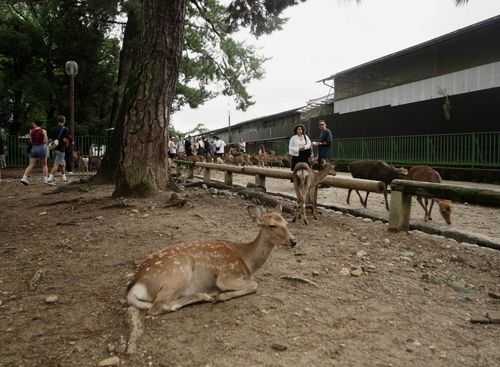 Đàn hươu tại công viên Nara ở thành phố Nara, Nhật Bản, năm 2025. Ảnh: Reuters.