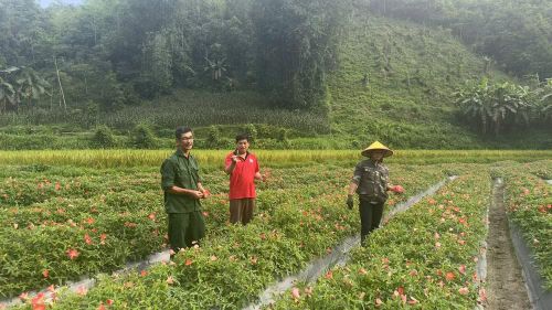 Cánh đồng Sâm Bố Chính ở thôn Đông Viên, xã Bạch Thông được hình thành nhờ mô hình Dân vận khéo của Chi bộ thôn và phát huy vai trò của đảng viên trẻ (Ảnh: THU TRANG)