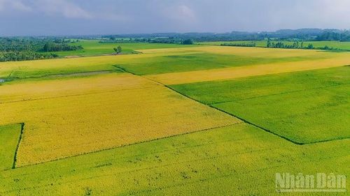 Nhờ hạ tầng thủy lợi hoàn chỉnh, nông dân xã Hưng Mỹ, tỉnh Vĩnh Long canh tác 3 vụ lúa/năm.