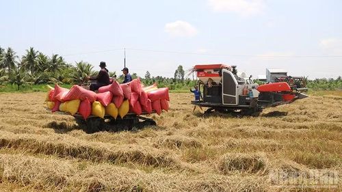 Thu hoạch lúa bằng cơ giới, khâu quan trọng trong thực hiện mô hình trồng lúa phát thải thấp tại xã Hưng Mỹ, tỉnh Vĩnh Long.