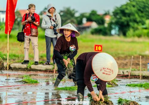 "Giống lúa được sử dụng trong hội thi cũng là loại có năng suất, chất lượng, giá trị cao, kháng bệnh, dễ chăm sóc và chống chọi tốt trước thiên tai", bà Sáu cho biết.