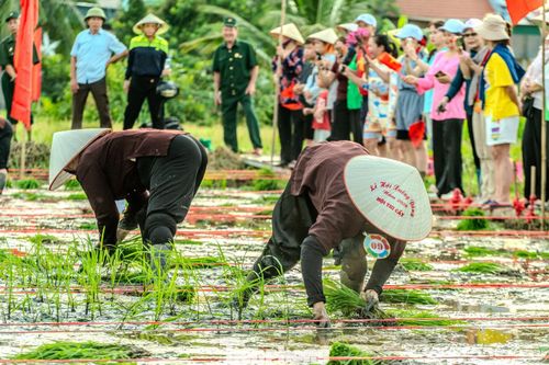 Sau khi tiếng còi thông báo cuộc thi bắt đầu, các thí sinh tất bật tách cây lúa từ những bó mạ để cấy xuống ruộng.