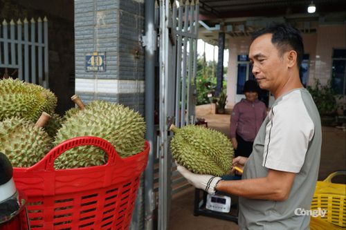 Người dân Đắk Lắk thu hoạch nông sản.