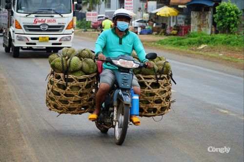 Người dân Đắk Lắk dùng xe máy để vận chuyển sầu riêng.