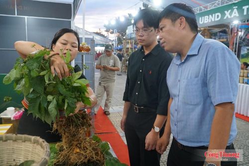 Hộ trồng sâm Ngọc Linh hướng dẫn khách tham quan phân biệt sâm thật - sâm giả và định tuổi sâm