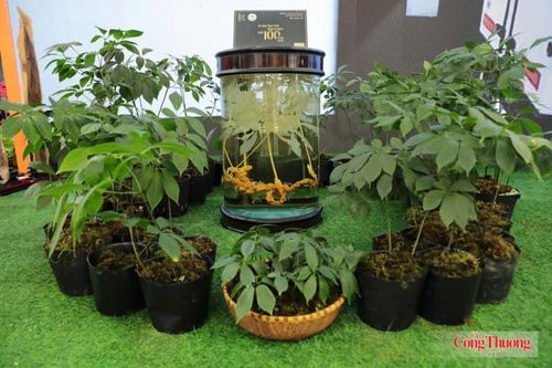Sâm Ngọc Linh, "quốc bảo" của Việt Nam