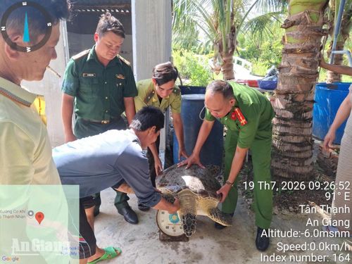 Các lực lượng chức năng thả cá thể vích về biển an toàn.