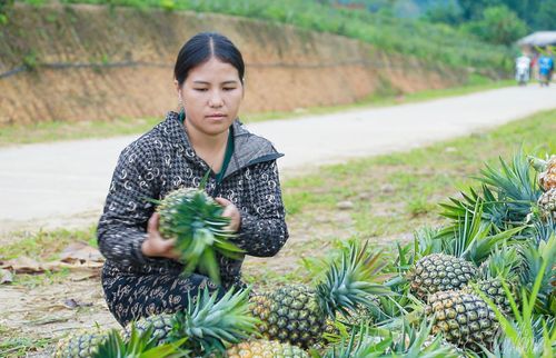 Người dân bản Nà Nếnh thu hoạch, tập kết dứa chờ thương lái thu mua.