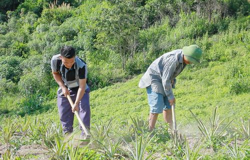 Người dân chăm sóc dứa.