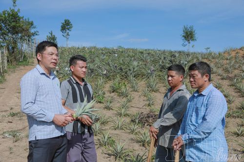 Cán bộ xã hướng dẫn kỹ thuật chăm sóc dứa cho người dân.