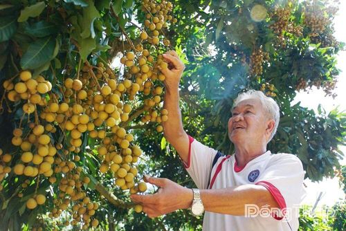 Ông Nguyễn Nhất Linh, thành viên gắn bó từ những ngày đầu với Canh Tân Hội quán, mạnh dạn áp dụng quy trình sản xuất an toàn, góp phần nâng cao chất lượng trái nhãn và hiệu quả kinh tế.