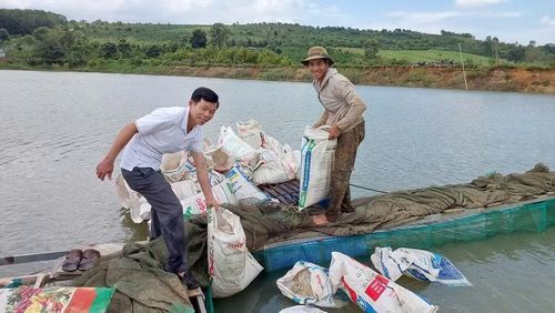 Cán bộ kỹ thuật Trung tâm Dịch vụ sự nghiệp công xã Mang Yang cùng người dân chuẩn bị thả cá giống ra lồng bè. Ảnh: N.D