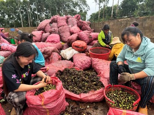 Không trực tiếp vào rừng, nhiều phụ nữ nhận tuốt quả răng rẽl thuê tại các điểm thu mua để có thêm thu nhập trong mùa mưa. Ảnh: Hoàng Ngọc