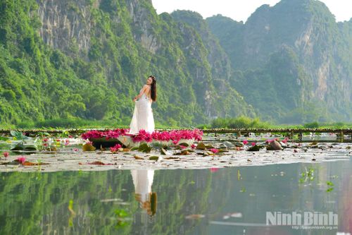 Hồ súng nở rộ giữa Sỏi Sunset tạo nên không gian thơ mộng, trở thành điểm check-in được nhiều du khách yêu thích.