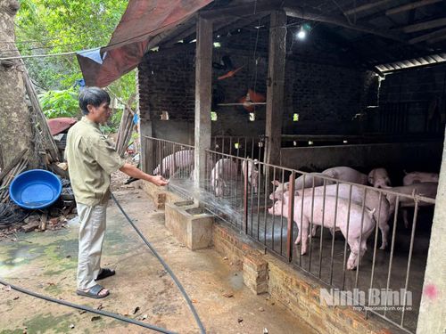 Mô hình chăn nuôi lợn của CCB Nguyễn Văn Mạnh thôn Quan Lạng, xã Lý Nhân, tỉnh Ninh Bình
