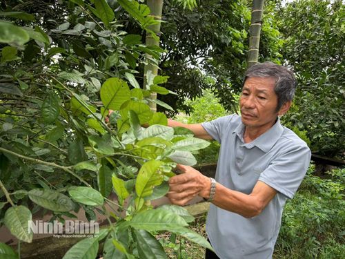CCB Nguyễn Văn Hậu, thôn 1 Bối Cầu, xã Bình An chăm sóc vườn cây ăn quả của gia đình.