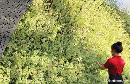 Nhân viên khách sạn Thanh Lịch Royal Boutique - Huế chú trọng chăm sóc cây xanh tại các khu vực.