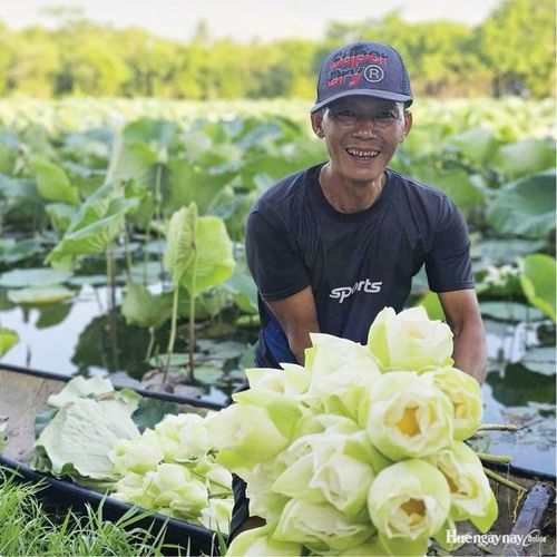 Thu hoạch sen trắng theo đặt hàng của khách.