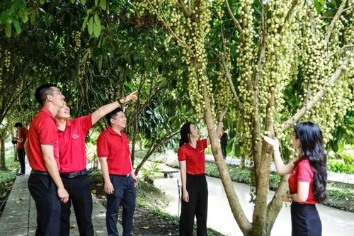 Cán bộ Agribank chi nhánh Kiên Giang tham quan mô hình vườn dâu sinh thái Mê Linh Gia