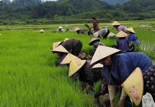Người dân hỗ trợ nhau nhổ mạ, thể hiện tinh thần đoàn kết, tương trợ tiếp tục được phát huy trong mỗi mùa vụ.