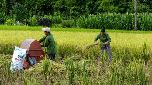 Người dân khẩn trương thu hoạch những thủa ruộng còn lại của vụ Xuân.