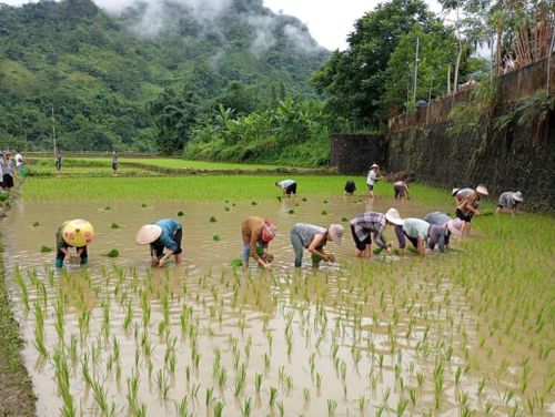 Trên những thửa ruộng không khí lao động diễn ra từ sáng sớm đến chiều muộn.
