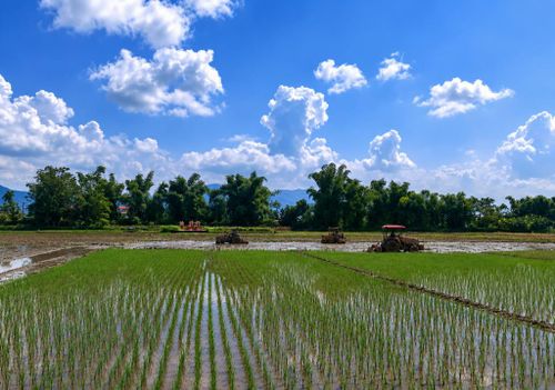 Những thửa ruộng vừa gieo cấy phủ một màu xanh non. Người dân kỳ vọng vụ Hè - thu sẽ tiếp tục đạt năng suất, mang lại cuộc sống ấm no cho mỗi gia đình.